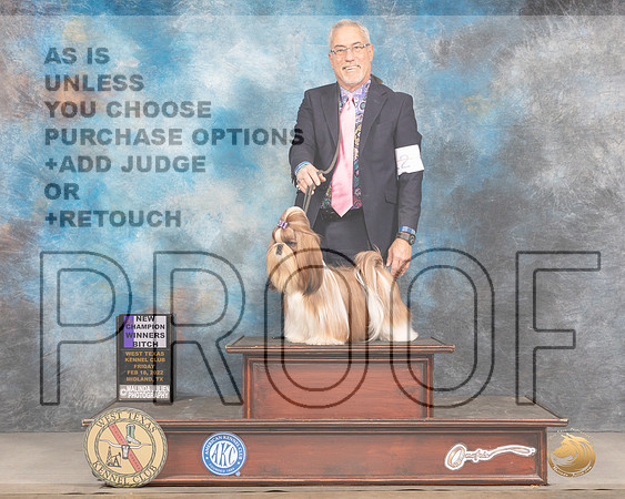 Shih Tzu #12 Fri WB Judge Gary AndersenMMJ_3268_Mdlnd2022_HR3