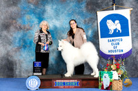 Samoyed #19 WED BOW Judge Annella Cooper
