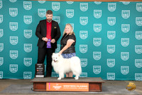 American Eskimo #224 Sat BOB Judge Kevin Carroll