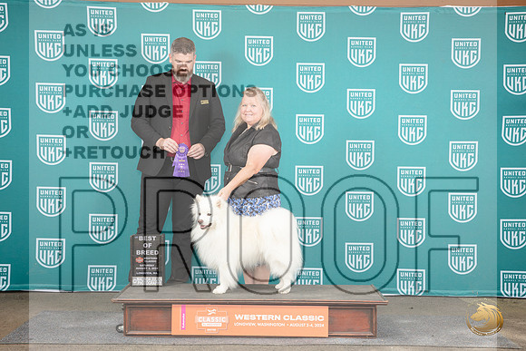 American Eskimo #224 Sat BOB Judge Kevin Carroll__JP_1474_Longview WA_2024_HR3