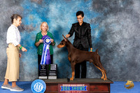 Doberman #11 WED WD BOW BBB M Judge Alisa Brotherhood