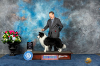Border Collie #5 Thur BOB Judge?