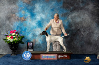 German Shorthaird Pointer #12 Fri WB BOS BP MAJ Judge Cheryl Paterson