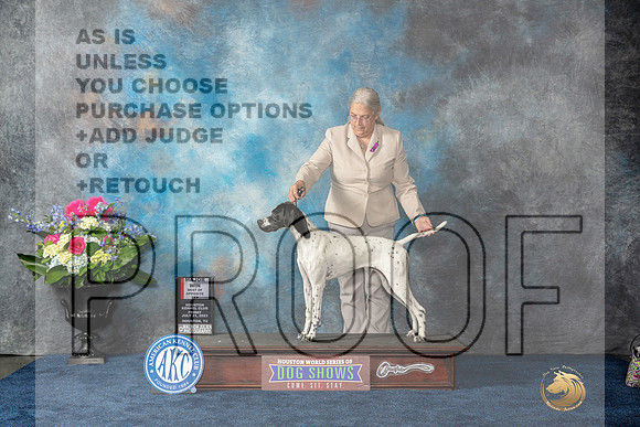 German Shorthaird Pointer #12 Fri WB BOS BP MAJ Judge Cheryl Paterson-MJP_3575-Hstn2023_HR3