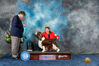 English Springer Spaniel #11 Sun OHBIS Judge Charles Olvis
