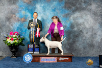 White Bull Terrier#30 Fri BOSV Judge Tony Ingram