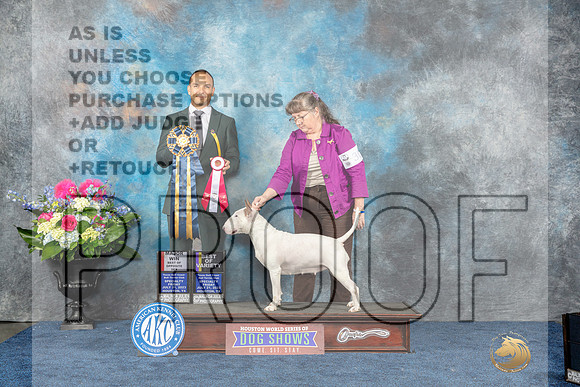 White Bull Terrier#30 Fri BOSV Judge Tony Ingram-MJP_3963-Hstn2023_HR3