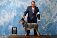 Australian Cattle Dog #11 Sun BOB Harrington Douglas Agent Sergio Esejo Judge Mrs Murrel Purkhiser +J +A2