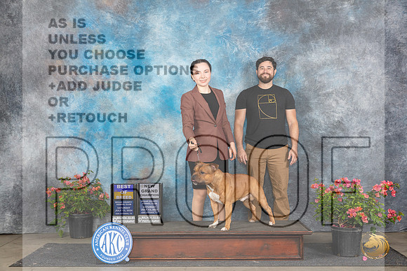 Staffordshire Bull Terrier #7 Sat BOBGCH Judge Karen McFarlane__JP_5093_San Antonio_2024_HR3