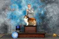 Shetland Sheepdog #5 Sat WBBOW Judge David Bolus