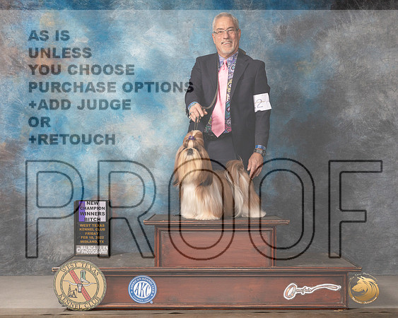 Shih Tzu #12 Fri WB Judge Gary AndersenMMJ_3274_Mdlnd2022_HR3