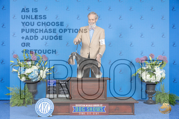 Miniature Schnauzer #15 THUR WD BW M Judge Jamie Hubbard__JP_8060_Houston_2024_HR3