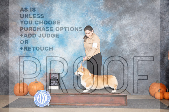 Pembroke Welsh Corgi #15 Sun WDBOS Judge Ray Filburn__JP_9398_Humble_2024_HR3