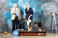 Australian Shepherd #6 Sun BOW Judge Eric Liebes