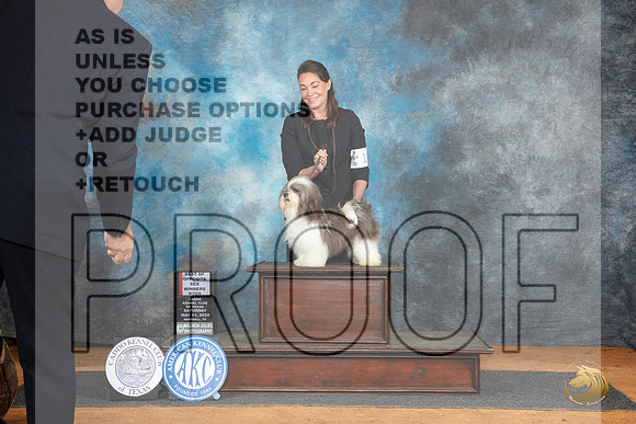 Havanese #10 Sat WBBOS Judge Suzane Dillin__JP_7658_MARSHALL_2024_HR3