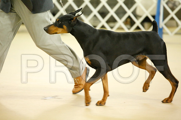 dobe-7239