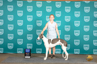 Greyhound #387 Sat BOB G1 Judge Malinda Julien