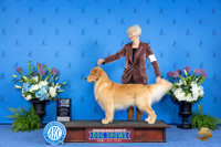 Golden Retriever #9 THUR WD Judge Annella Cooper