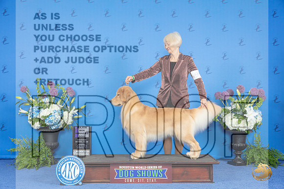 Golden Retriever #9 THUR WD Judge Annella Cooper__JP_8159_Houston_2024_HR3