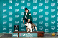 English Bulldog #302 Thurs T10BOB Judge Sharon Griffin
