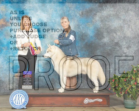 Siberian Husky #9 Fri BOB Judge Lee Whittier-MJP_8338e-SA2023_HR3
