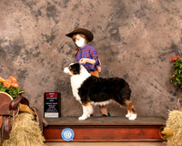 Australian Shepherd #22 Sat BOS Judge Tim Catterson