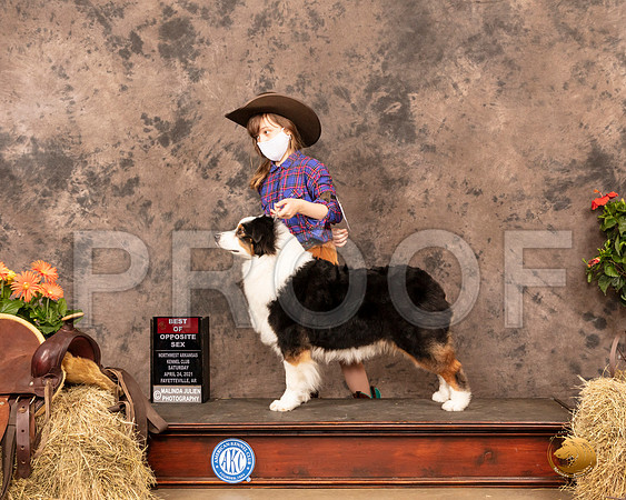 Australian Shepherd #22 Sat BOS Judge Tim Catterson_MMJ_0581_NWAKC21-HR3
