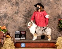 Australian Shepherd #27 Sat SB OHBOB Judge Tim Catterson