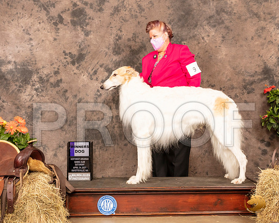 Borzoi #9 Sat WD Judge Alan Reznik_MMJ_0570_NWAKC21-HR3