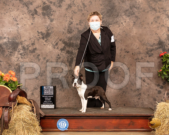 Boston Terrier #5 Sat BOW NCh Judge Peggy Beisel McIlwaine_MMJ_0617_NWAKC21-HR3