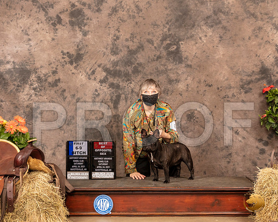 French Bulldog #6 BOS Judge Peggy Beisel McIlwaine_MMJ_0596_NWAKC21-HR3
