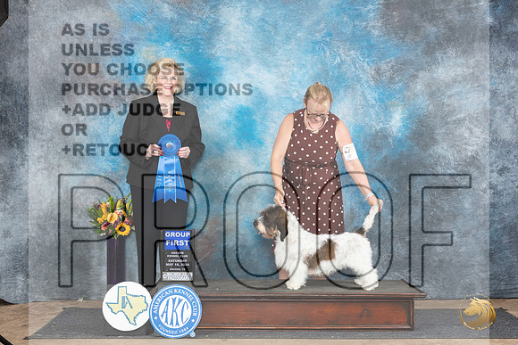 PBGV #6 Sat G1 Judge Vicki Abbott__JP_9998_Abilene_2024_HR3
