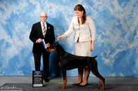 Doberman Pinscher #15 Sun BOW Petesch Leah & Mallori Nickerson Judge Mr Edd Embry Bivin