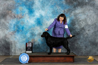 Labrador Retriever #6 Sun WBBOSCH Judge Gerard Penta