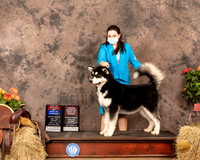 Alaskan Malamute #5 Sat BOW OHBOB Judge Dr Donald Gill