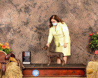 American Hairless Terrier #6 Sat PG2 Judge Alan Reznik