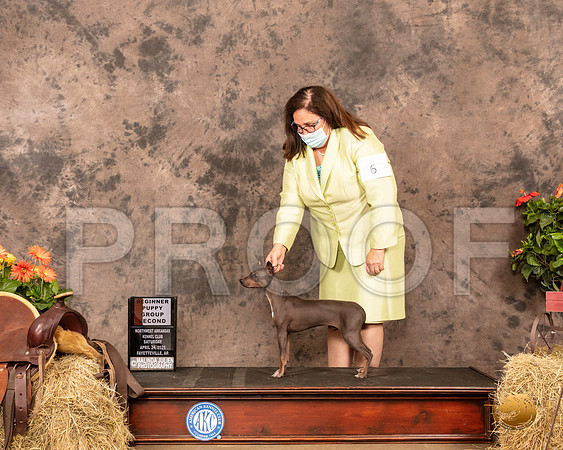 American Hairless Terrier #6 Sat PG2 Judge Alan Reznik_MMJ_0685_NWAKC21-HR3