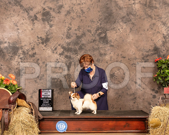 Chihuahua Long Coat #14 Sat WB BOS Judge Tim Catterson_MMJ_0695_NWAKC21-HR3