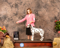Dalmatian #5 Sat PG2 Judge Alan Reznik