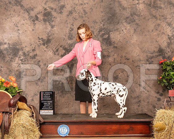 Dalmatian #5 Sat PG2 Judge Alan Reznik_MMJ_0732_NWAKC21-HR3
