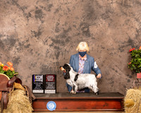 English Cocker Spaniel #6 Sat BOB Judge Dr Troy Clifford Dargin