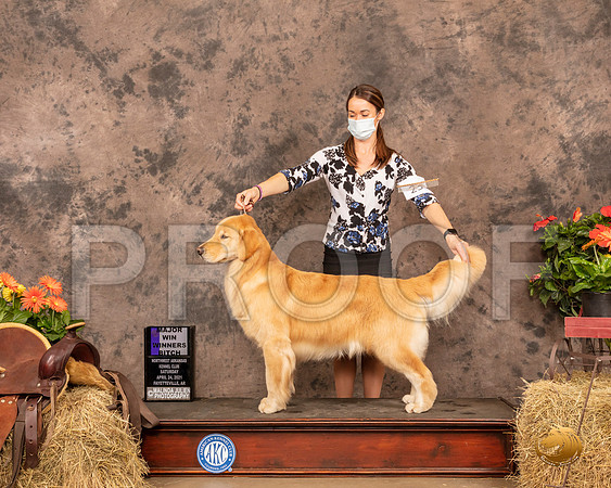 Golden Retriever #28 Sat WB Maj Judge Tim Catterson_MMJ_0646_NWAKC21-HR3