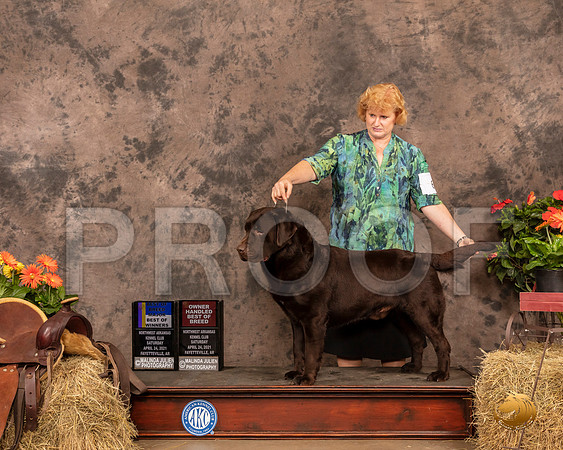 Labrador Retriever #? Sat BOB Maj Judge Dr Troy Cifford Dargin_MMJ_0653_NWAKC21-HR3