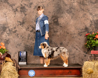 Miniature American Shepherd #20 Sat BOW Judge Peggy Biesel McIlwaine