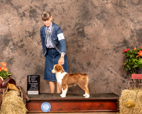 Miniature American Shepherd #5 Sat 4to6 BOB Judge Alan Reznik