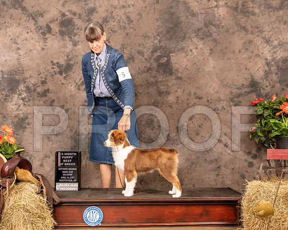 Miniature American Shepherd #5 Sat 4to6 BOB Judge Alan Reznik_MMJ_0741_NWAKC21-HR3