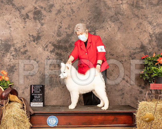 Samoyed #6 Sat PBIS Judge Alan Reznik_MMJ_0759_NWAKC21-HR3