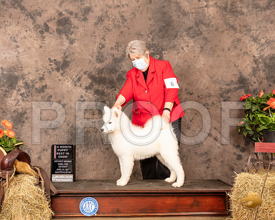 Samoyed #6 Sat PBIS Judge Alan Reznik_MMJ_0761_NWAKC21-HR3
