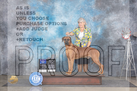 Rhodeisan Ridgeback # Fri BOWWDM Judge Ann Roth__JP_5660_Amarillo_2024_HR3