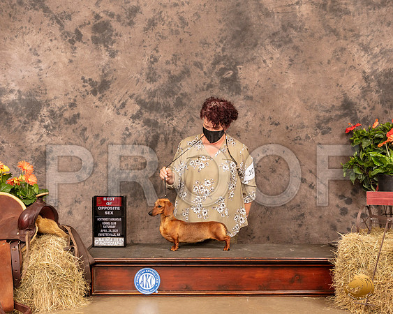 Dachshund Smooth #10 Sat BOS Judge Dr Donald Gill_MMJ_0951_NWAKC21-HR3